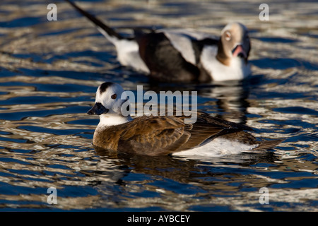 Long-tailed Ducks, Clangula hyemalis Stock Photo