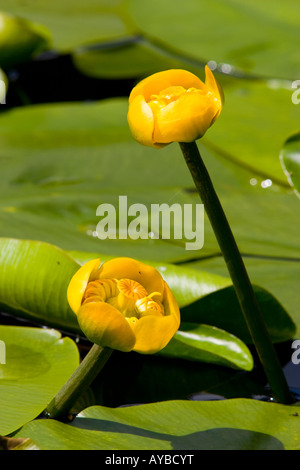 Yellow Water Lily, Nuphar lutea Stock Photo