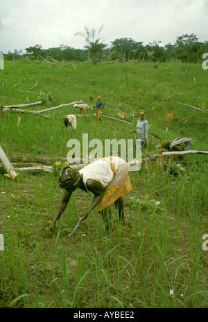 Slash and burn agriculture: indigenous women of Kpelle ethnic group weeding a rice field in Liberia, West Africa. The Kpelle ethnic group is the largest ethnic group in Liberia. Stock Photo