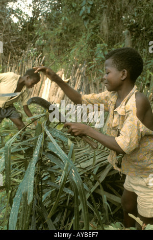 West Africa Liberia. Kpelle ethnic group. Boys making a palm leaf fence around a field to protect it against animals. Stock Photo