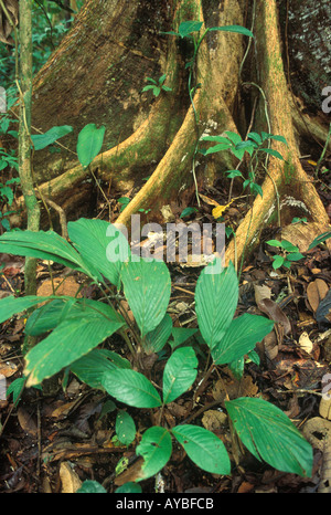 Rain forest tree with buttressed root system, Ujung Kulon National Park ...