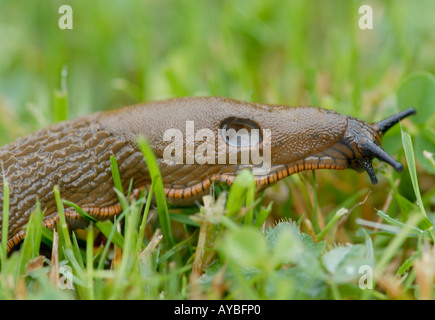 Large Red Slug Arion rufus crawling through damp short grass after a rain storm Stock Photo