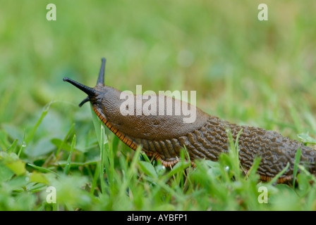 Large Red Slug Arion rufus crawling through damp short grass after a rain storm Stock Photo
