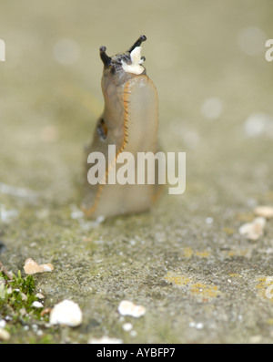 Large Red Slug Arion rufus lured from its daytime hiding place by a bait of rolled oats which it is eating with relish Stock Photo