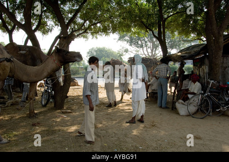 Men taking camels to rest in the shade, on the road from Jaipur to Delhi, India, Stock Photo