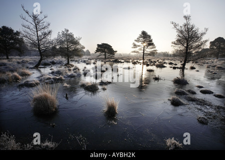 Frosty morning on Skipworth Common Yorkshire England UK Stock Photo - Alamy