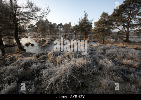 Frosty morning on Skipworth Common Yorkshire England UK Stock Photo - Alamy