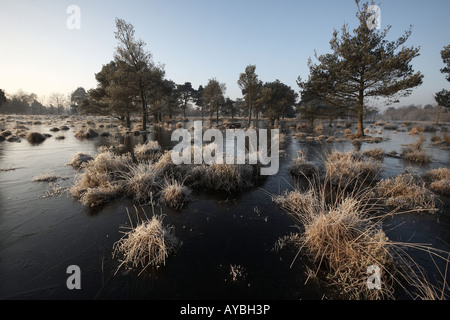 Frosty morning on Skipworth Common Yorkshire England UK Stock Photo - Alamy