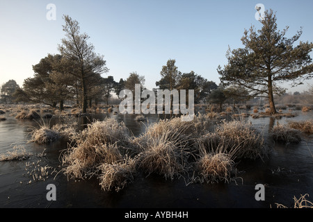 Frosty morning on Skipworth Common Yorkshire England UK Stock Photo - Alamy