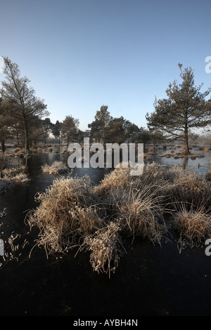 Frosty morning on Skipworth Common Yorkshire England UK Stock Photo - Alamy