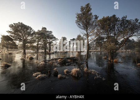 Frosty Morning On Skipworth Common Yorkshire England Uk Stock Photo - Alamy