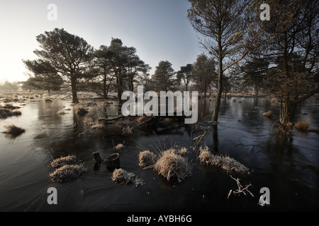 Frosty morning on Skipworth Common Yorkshire England UK Stock Photo - Alamy