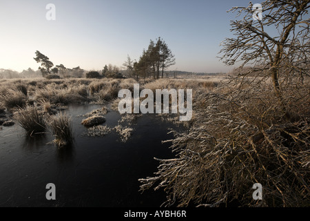 Frosty morning on Skipworth Common Yorkshire England UK Stock Photo - Alamy