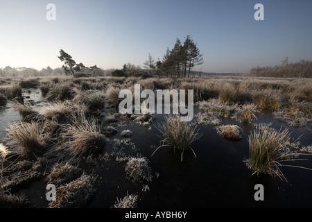 Frosty morning on Skipworth Common Yorkshire England UK Stock Photo - Alamy