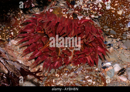 Dahlia anemone Urticina felina Actiniidae in a rockpool UK Stock Photo