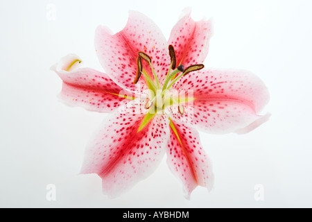 Stargazer lily Lilium Stargazer A fragrant hybrid lily of the Oriental group Studio shot against a white background Stock Photo