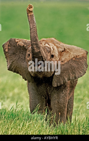 African elephant Loxodonta africana Young calf using trunk to smell Amboseli National Park Kenya Dist Sub saharan Africa Stock Photo