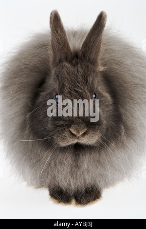 French Angora rabbit Variety of domestic rabbit Bred for its long soft silky wool hair Originated in Ankara Turkey Stock Photo