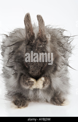 French Angora rabbit Variety of domestic rabbit Bred for its long soft silky wool hair Originated in Ankara Turkey Stock Photo