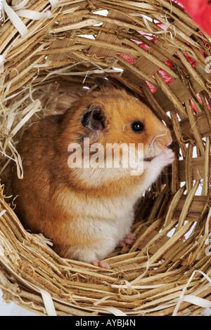 are hamsters nocturnal