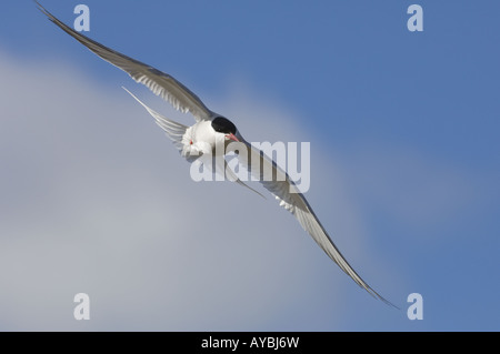 Arctic tern Sterna paradisaea in flight Shetland UK Stock Photo