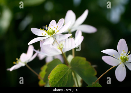 ANEMONELLA THALICTROIDES ROSEA Stock Photo