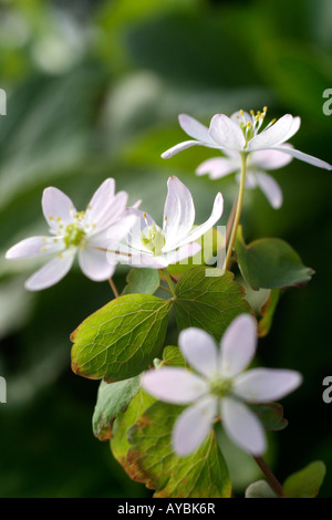 ANEMONELLA THALICTROIDES ROSEA Stock Photo