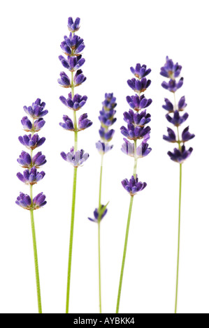 Lavandula angustifolia 'Hidcote' (Lavender) - flower stems against white background Stock Photo