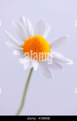Chamaemelum nobile (Roman Chamomile) - single flower against pale background Stock Photo