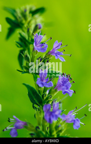 Hyssopus officinalis (Hyssop) - close-up of flowers in August, Somerset Stock Photo