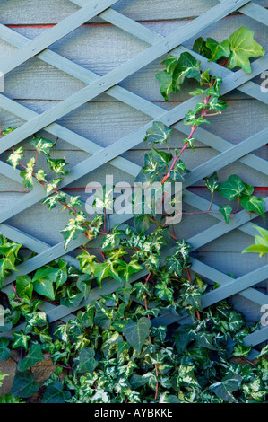 Hedera helix (ivy) climbing through a painted trellis Stock Photo