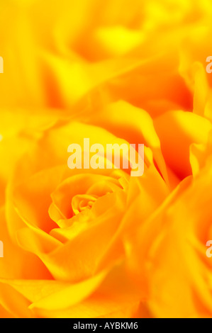 Yellow roses tightly packed - full frame Stock Photo