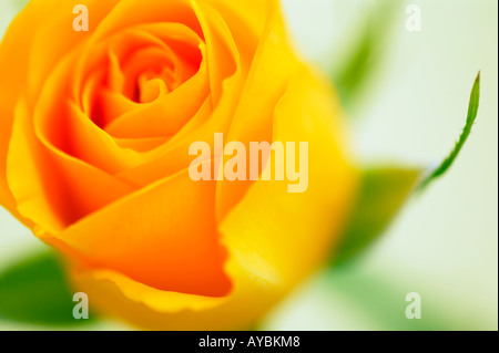 Single yellow rose against a pale green background Stock Photo
