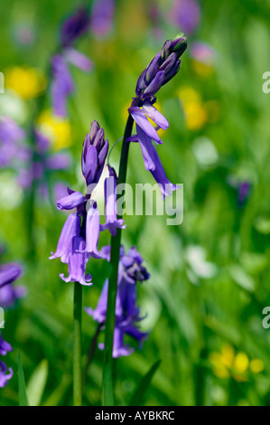 Endymion Hyacinthoides non-scriptus (common name Bluebell) - native English bluebell flowering in April, Gloucestershire UK Stock Photo
