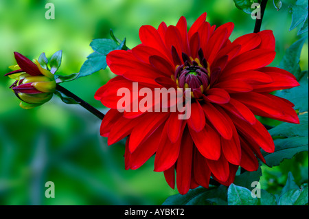 Dahlia 'Bloodstone' . Close-up of deep red flower in July, Oxfordshire UK Stock Photo