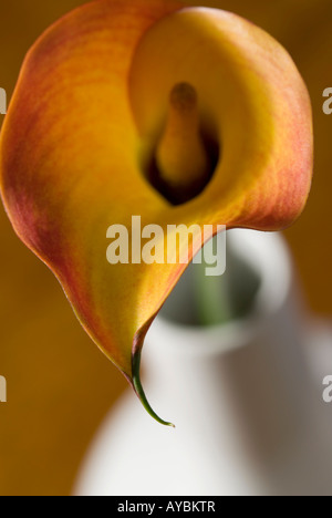 arum lily in white vase Stock Photo