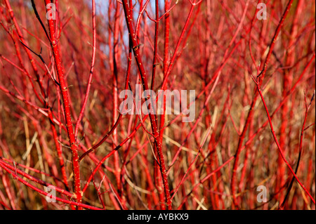 Cornus alba 'Sibirica' or Red barked dogwood - bright red stems in winter, Gloucestershire UK Stock Photo