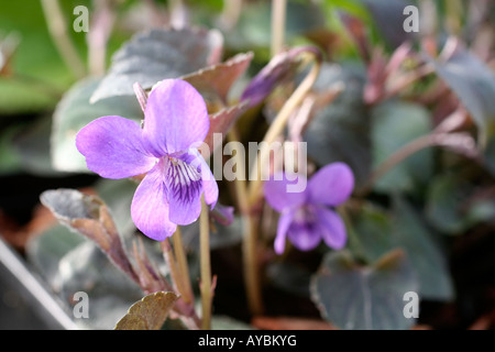 VIOLA RIVINIANA PURPUREA Stock Photo