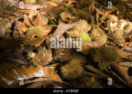 Royal Forest of Dean Gloucestershire England UK Sweet chestnuts fall during autumn in the forest Stock Photo