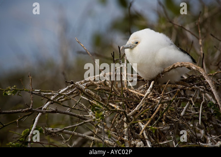 Magnificent frigate bird chick on the shore Genovesa Stock Photo