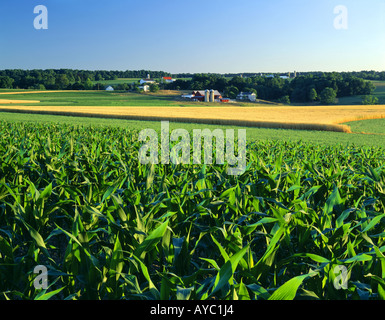 CORN, ALFALFA AND WHEAT GROWING ON DAIRY FARM / PENNSYLVANIA Stock ...