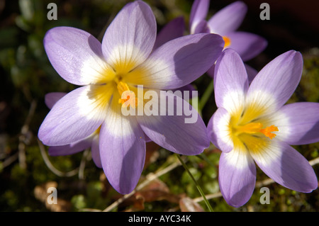 Mauve Crocuses growing in garden border Stock Photo