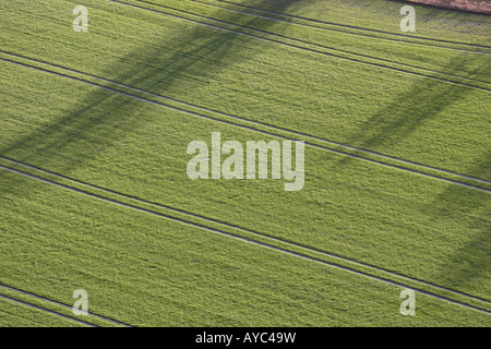 The winter sun casts the long shadows of trees onto a crop field lined by tractor tracks. Stock Photo