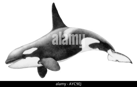 Orca Whale, Killer Whale (Orcinus orca), male, drawing Stock Photo