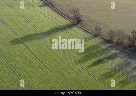 The winter sun casts the long shadows of trees onto a crop field lined by tractor tracks. Stock Photo