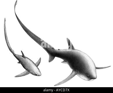 Common Thresher Shark, Fox Shark (Alopias vulpinus), drawing Stock Photo