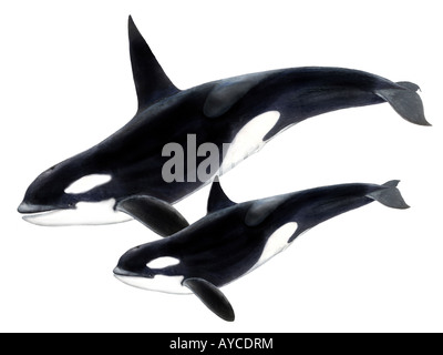 Orca Whale, Killer Whale (Orcinus orca), male and female drawing Stock Photo