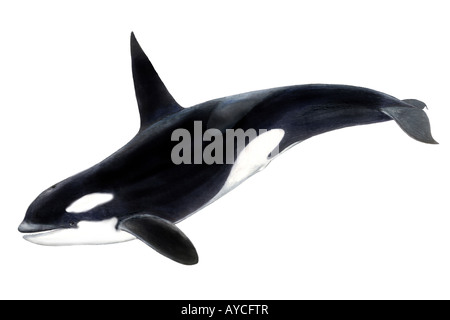 Orca Whale, Killer Whale (Orcinus orca), male, drawing Stock Photo