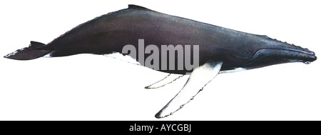 Humpback Whale (Megaptera novaeangliae), drawing Stock Photo - Alamy