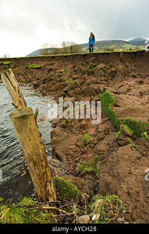Female walker at slumped edge of field on bank of River Usk showing erosion Llanfoist Wales UK Stock Photo